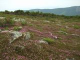 Phyllodoce caerulea. Аспект цветущих растений (с примесью Sieversia pusilla). Магаданская обл., окр. г. Магадан, п-ов Старицкого, сопка Марчеканка, каменистый склон. 26.06.2016.