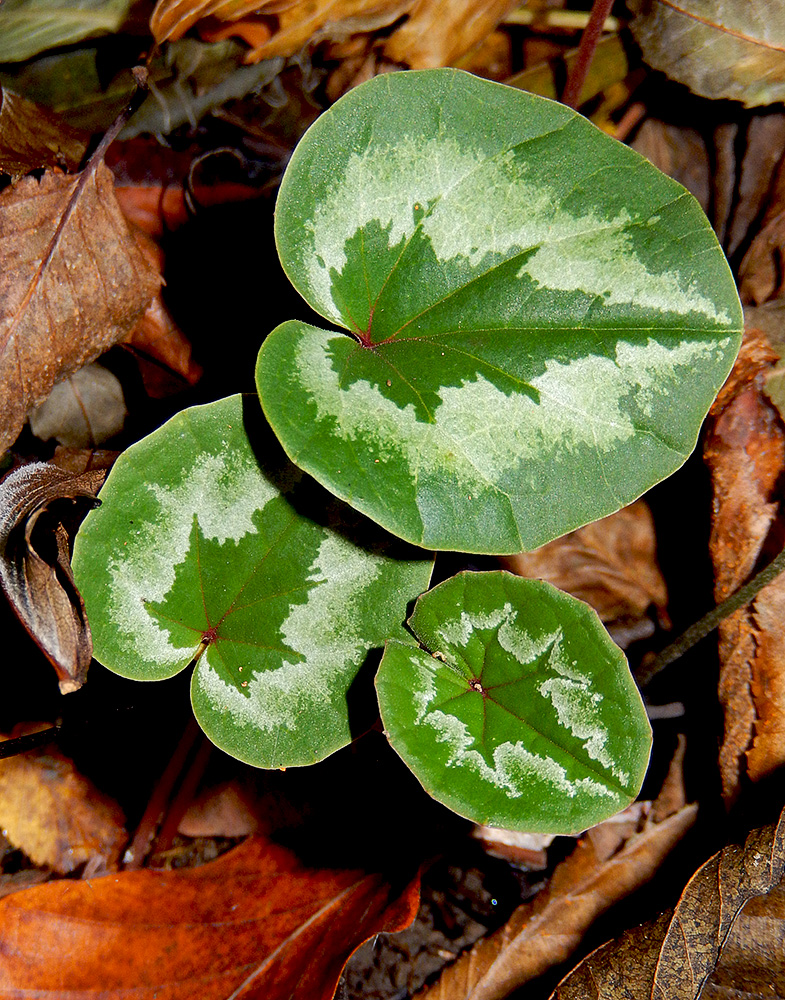 Image of Cyclamen coum specimen.