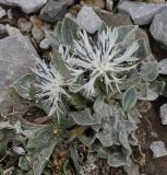 Centaurea pindicola