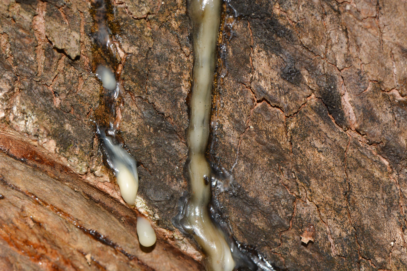 Image of Hevea brasiliensis specimen.