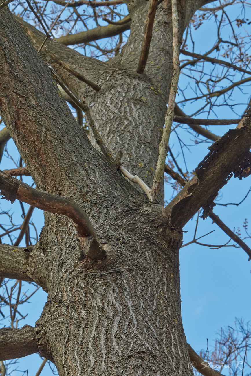 Image of Paulownia tomentosa specimen.