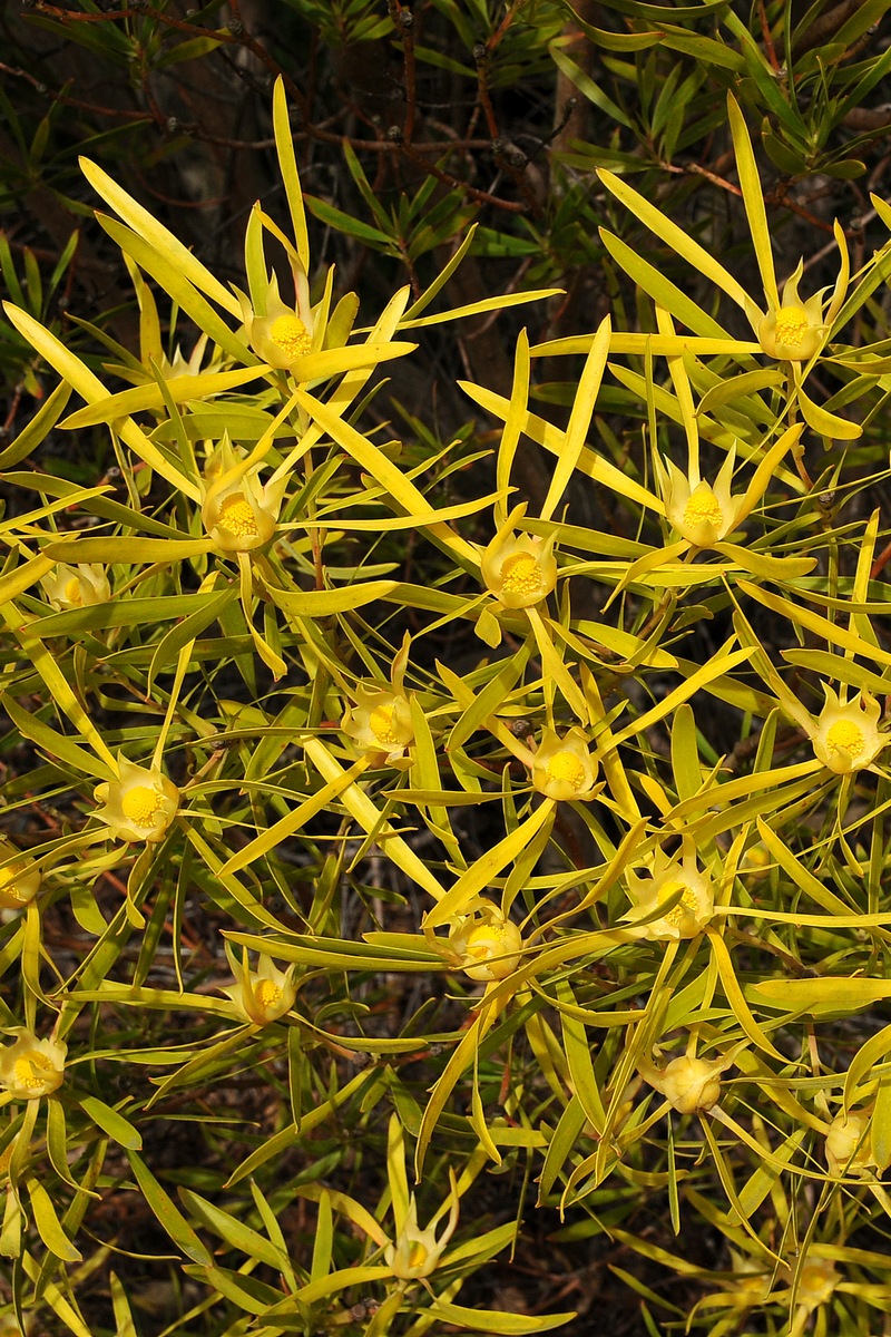 Image of Leucadendron eucalyptifolium specimen.