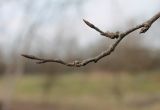 Prunus domestica