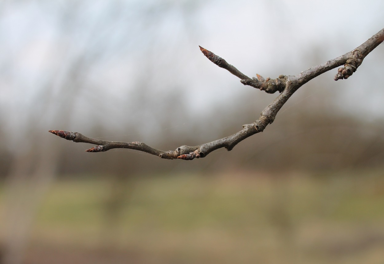 Image of Prunus domestica specimen.