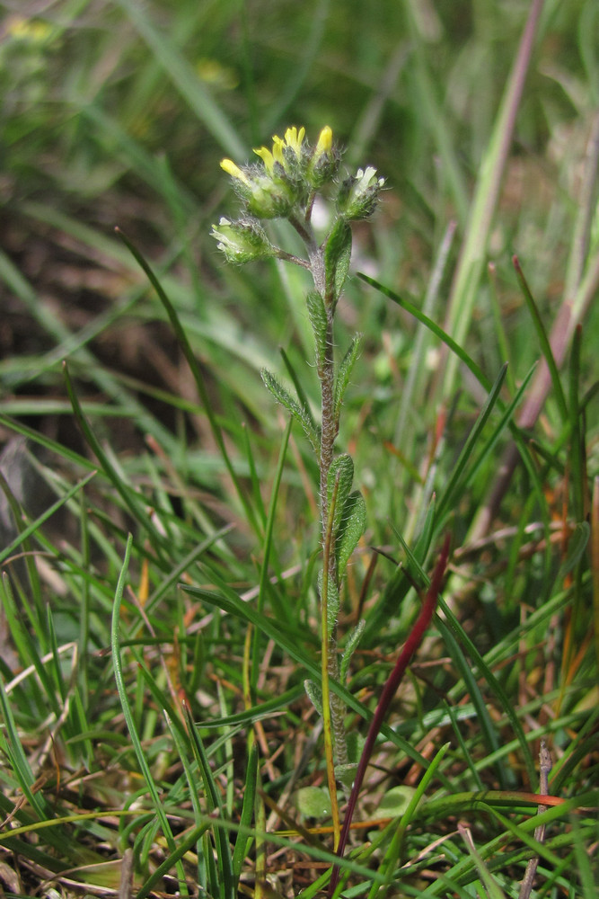 Изображение особи Alyssum minutum.