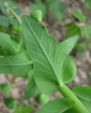 Euphorbia condylocarpa