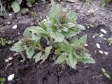 Ajuga genevensis