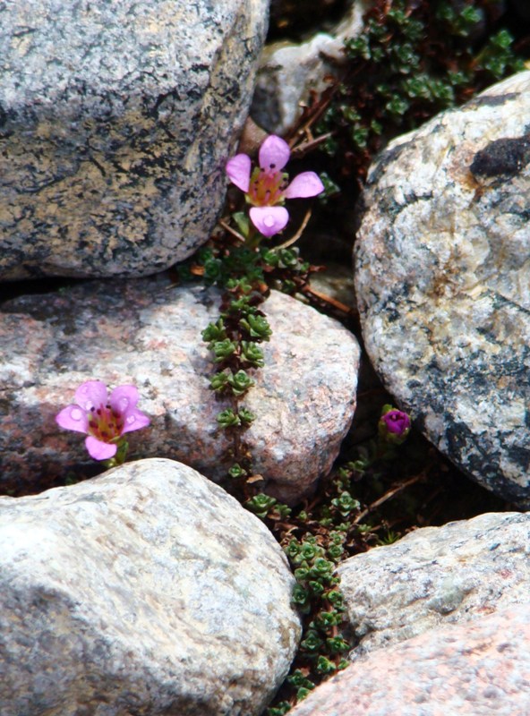 Изображение особи Saxifraga oppositifolia.