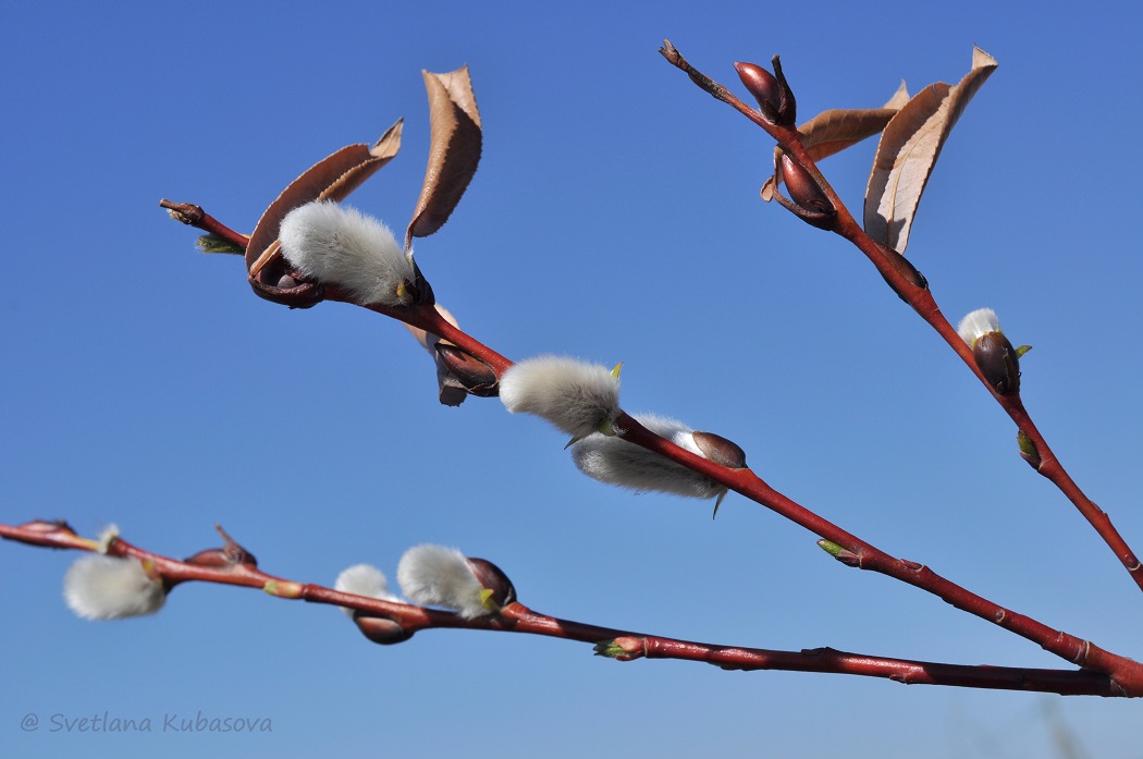 Image of Salix daphnoides specimen.