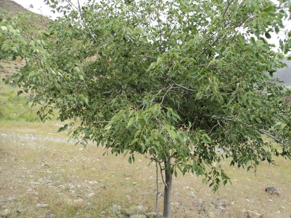 Изображение особи Celtis caucasica.