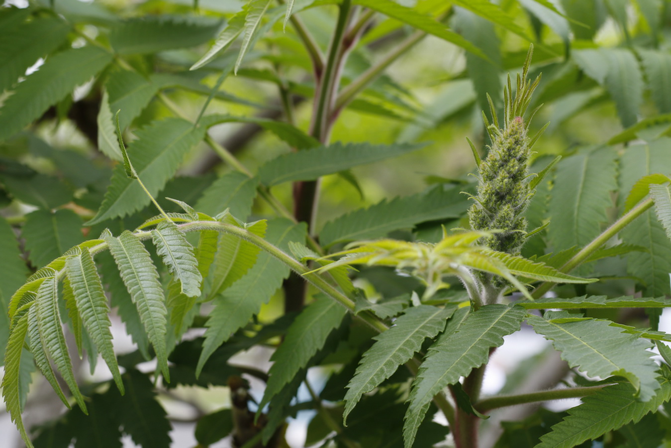 Изображение особи Rhus typhina.