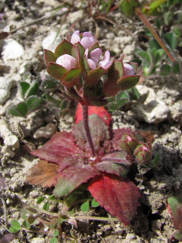 Image of Androsace maxima specimen.