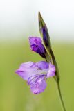 Gladiolus tenuis