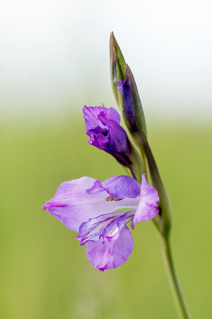 Image of Gladiolus tenuis specimen.