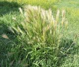 род Hordeum