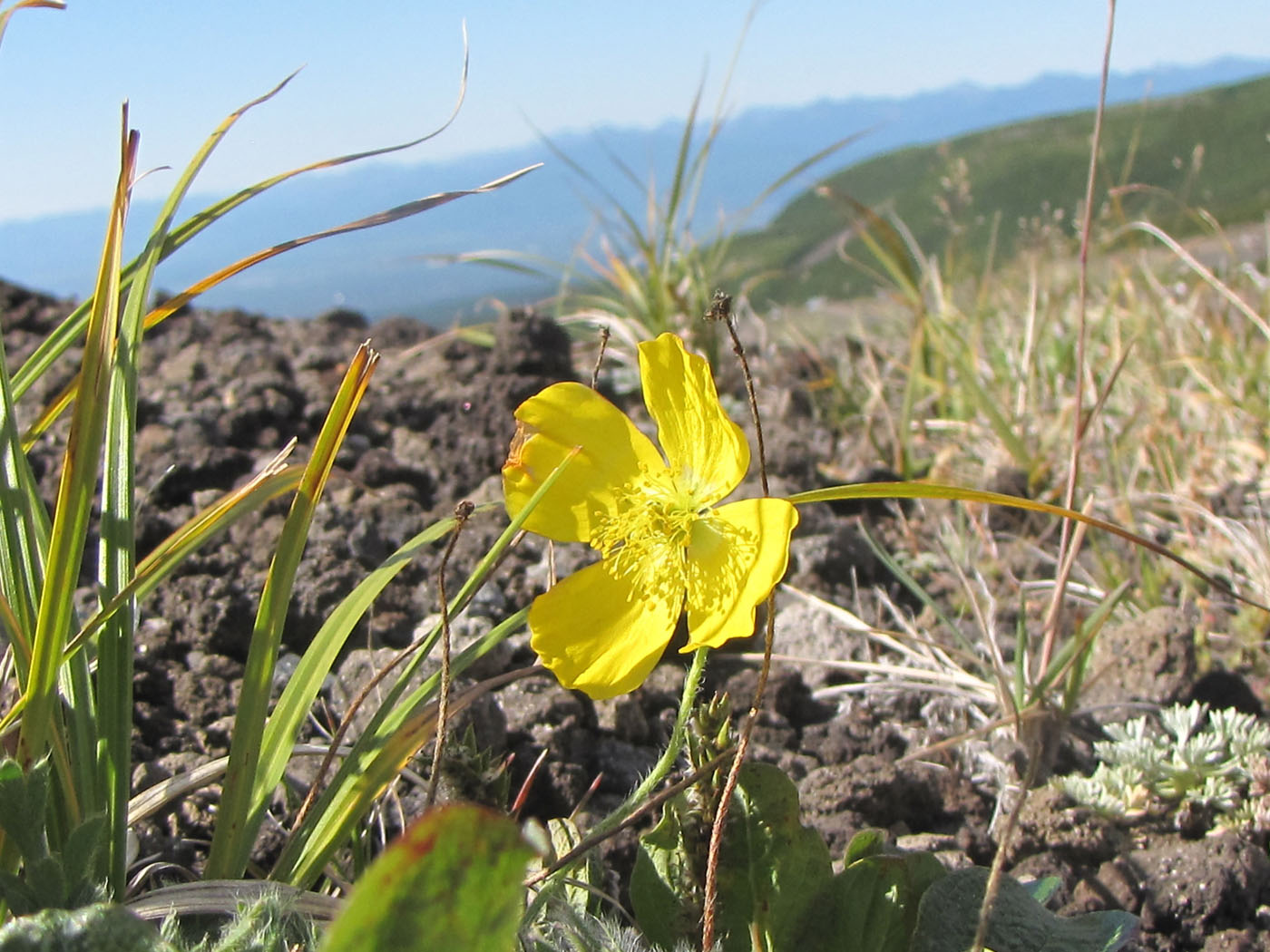 Image of Papaver microcarpum specimen.