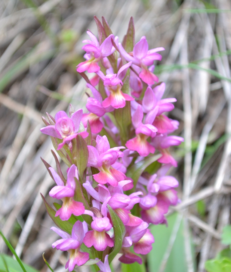 Изображение особи Dactylorhiza romana ssp. georgica.