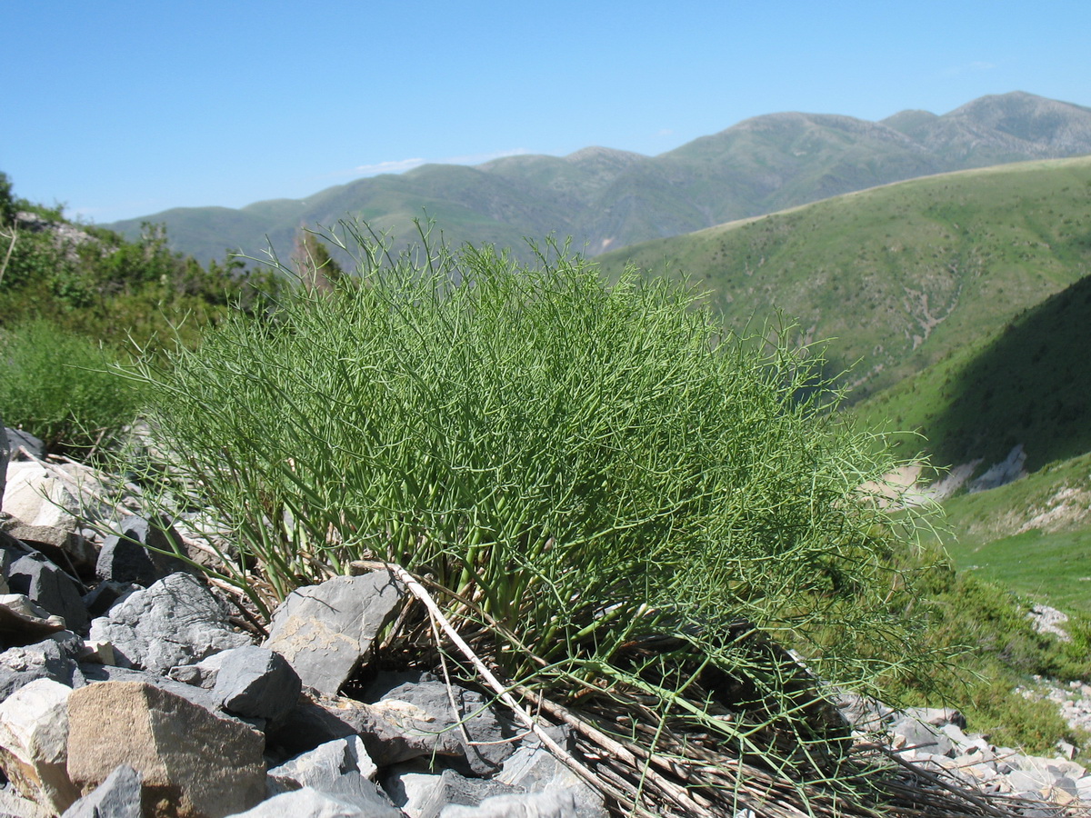 Image of Ferula renardii specimen.