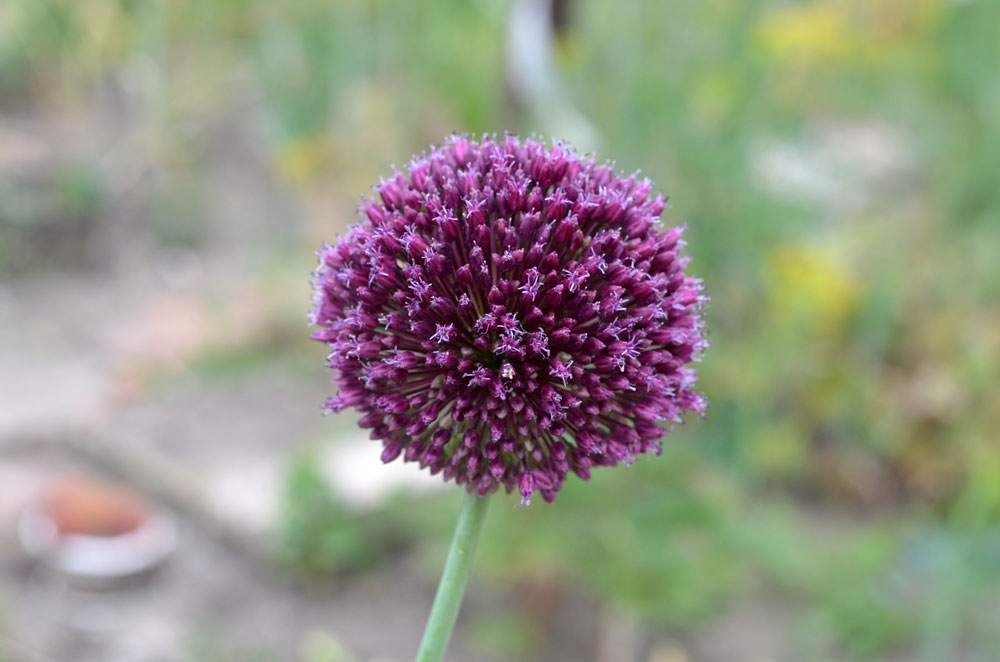 Изображение особи род Allium.