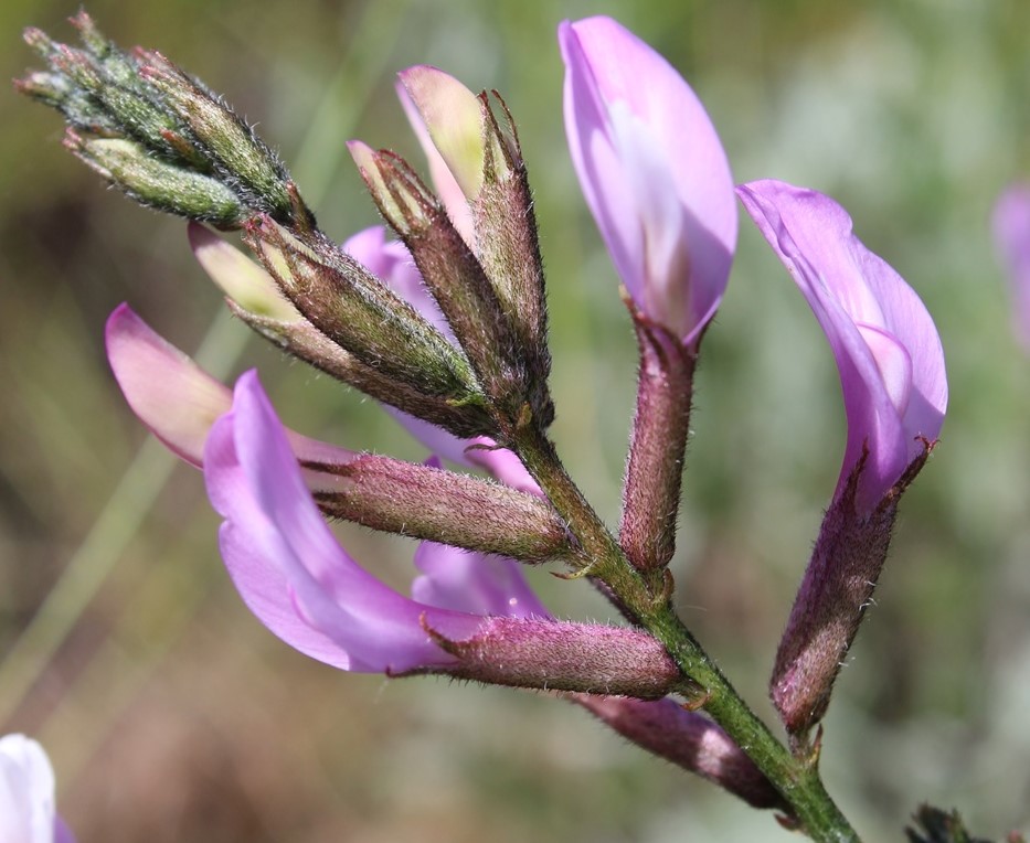 Image of Astragalus skvortsovii specimen.