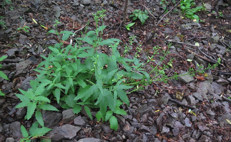 Изображение особи Scrophularia amgunensis.