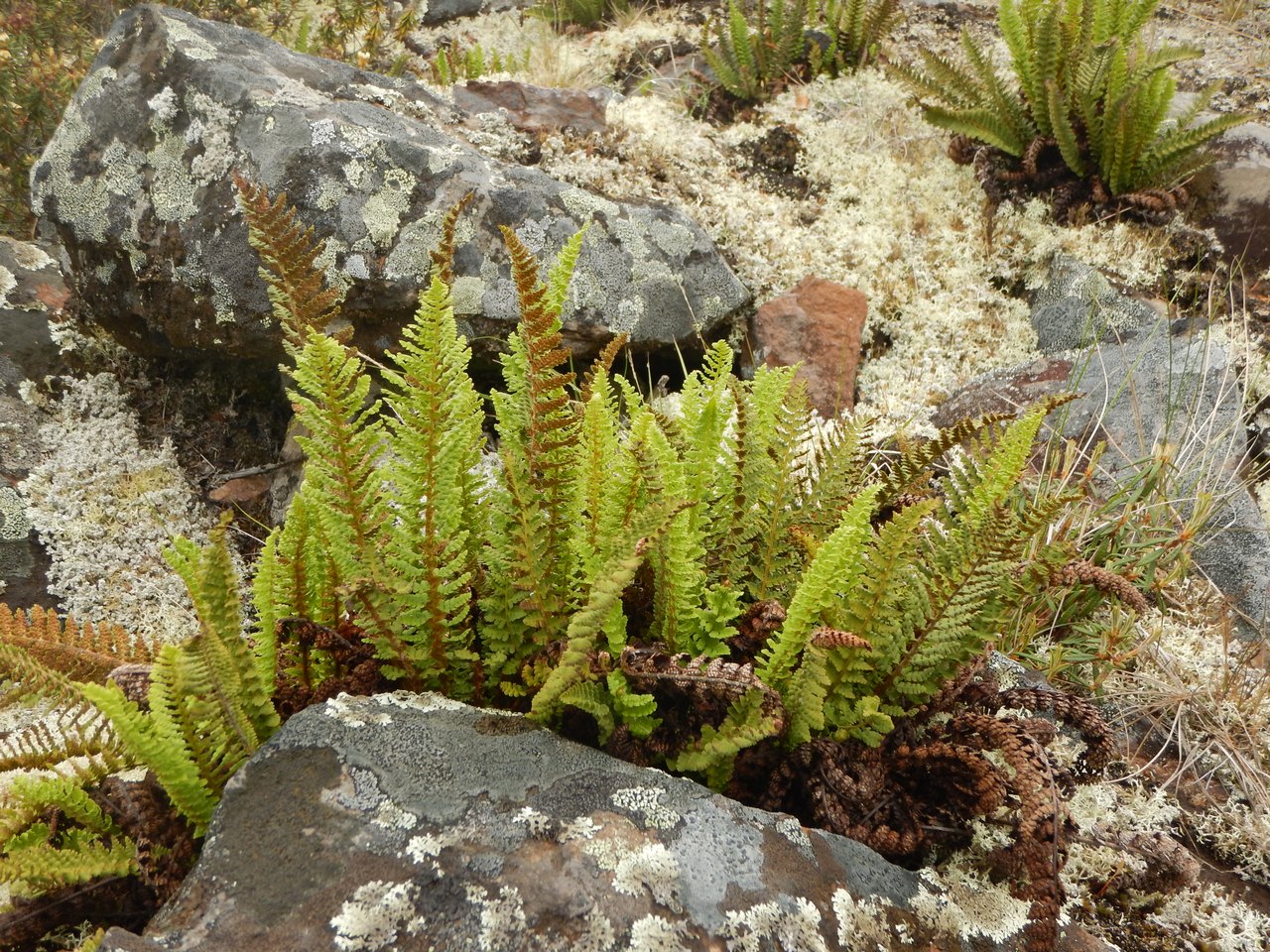 Изображение особи Dryopteris fragrans.