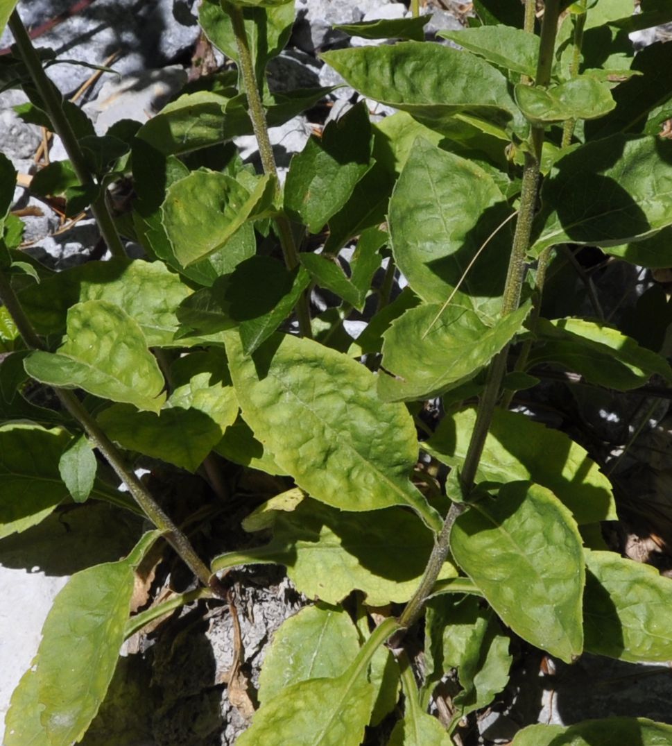 Image of Solidago virgaurea specimen.