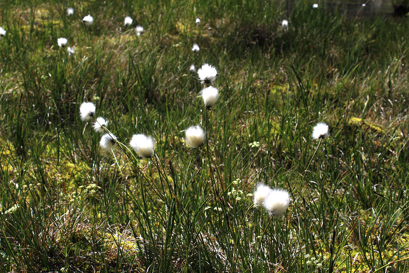 Изображение особи Eriophorum vaginatum.