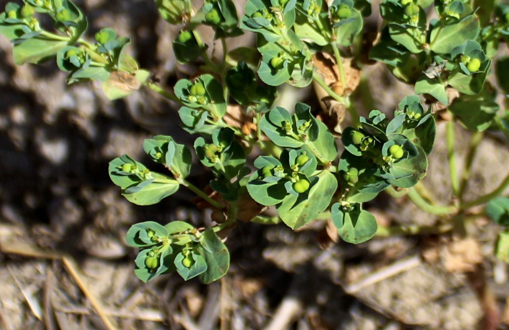 Image of genus Euphorbia specimen.