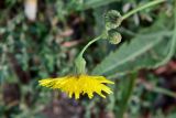 Sonchus arvensis ssp. uliginosus