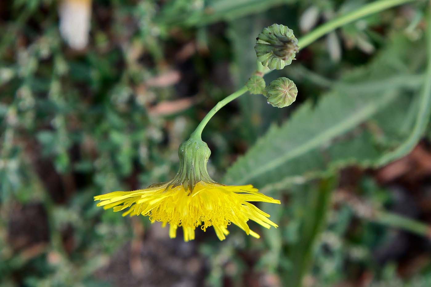 Image of Sonchus arvensis ssp. uliginosus specimen.