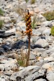 Asphodeline lutea. Плодоносящее растение. Греция, о-в Крит, ном Ханья (Νομός Χανίων), дим Сфакион (Δήμος Σφακίων), горный массив Лефка Ори (Λευκά Όρη), 1300 м н.у.м., среди камней. 21 июня 2017 г.