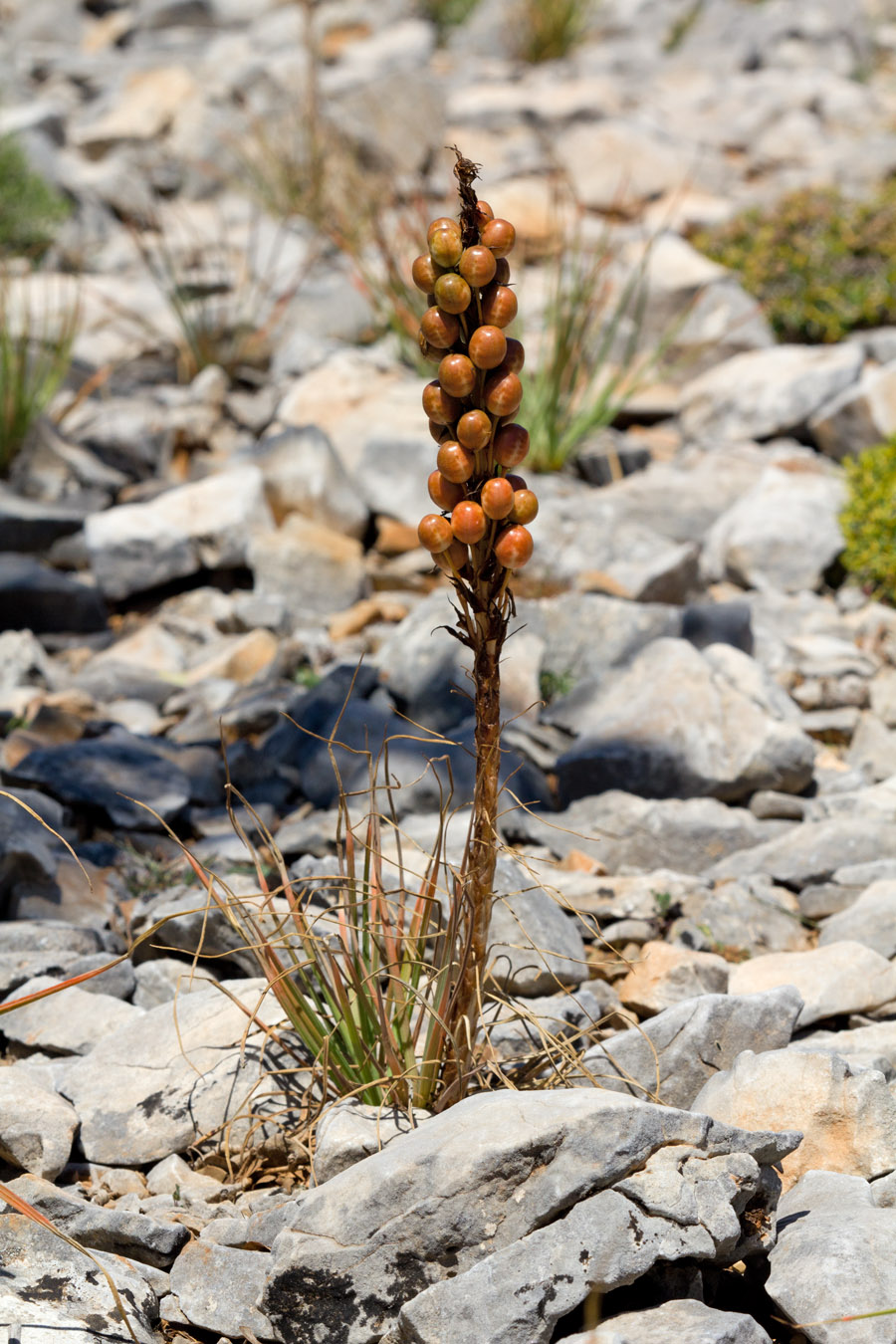 Image of Asphodeline lutea specimen.