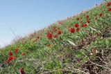 Tulipa suaveolens. Цветущие растения на степном склоне. Волгоградская обл., Палласовский р-н, оз. Эльтон, устье р. Хара. 25.04.2010.