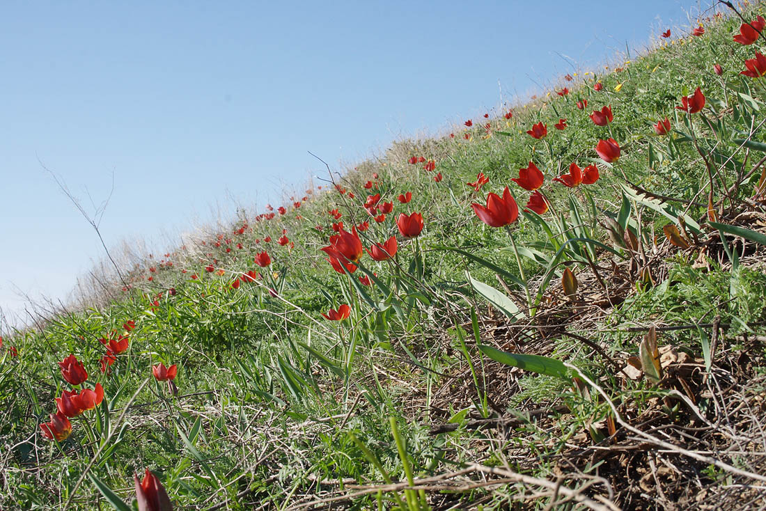 Изображение особи Tulipa suaveolens.