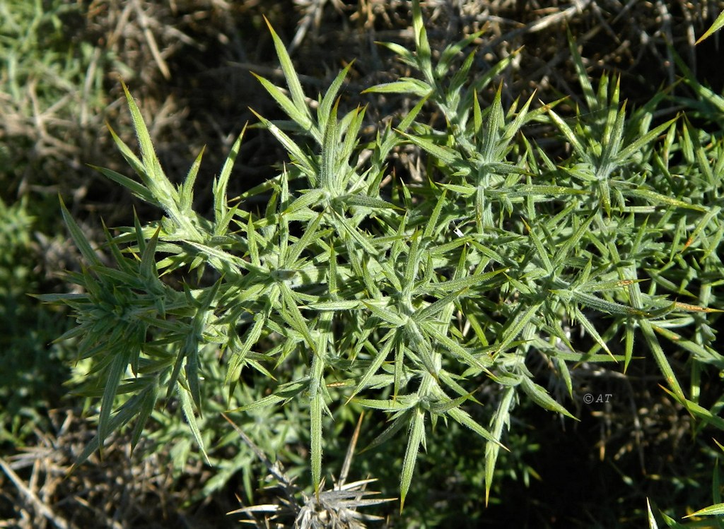 Изображение особи Ulex europaeus.
