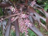 Cordyline rubra