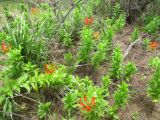 Gloriosa superba