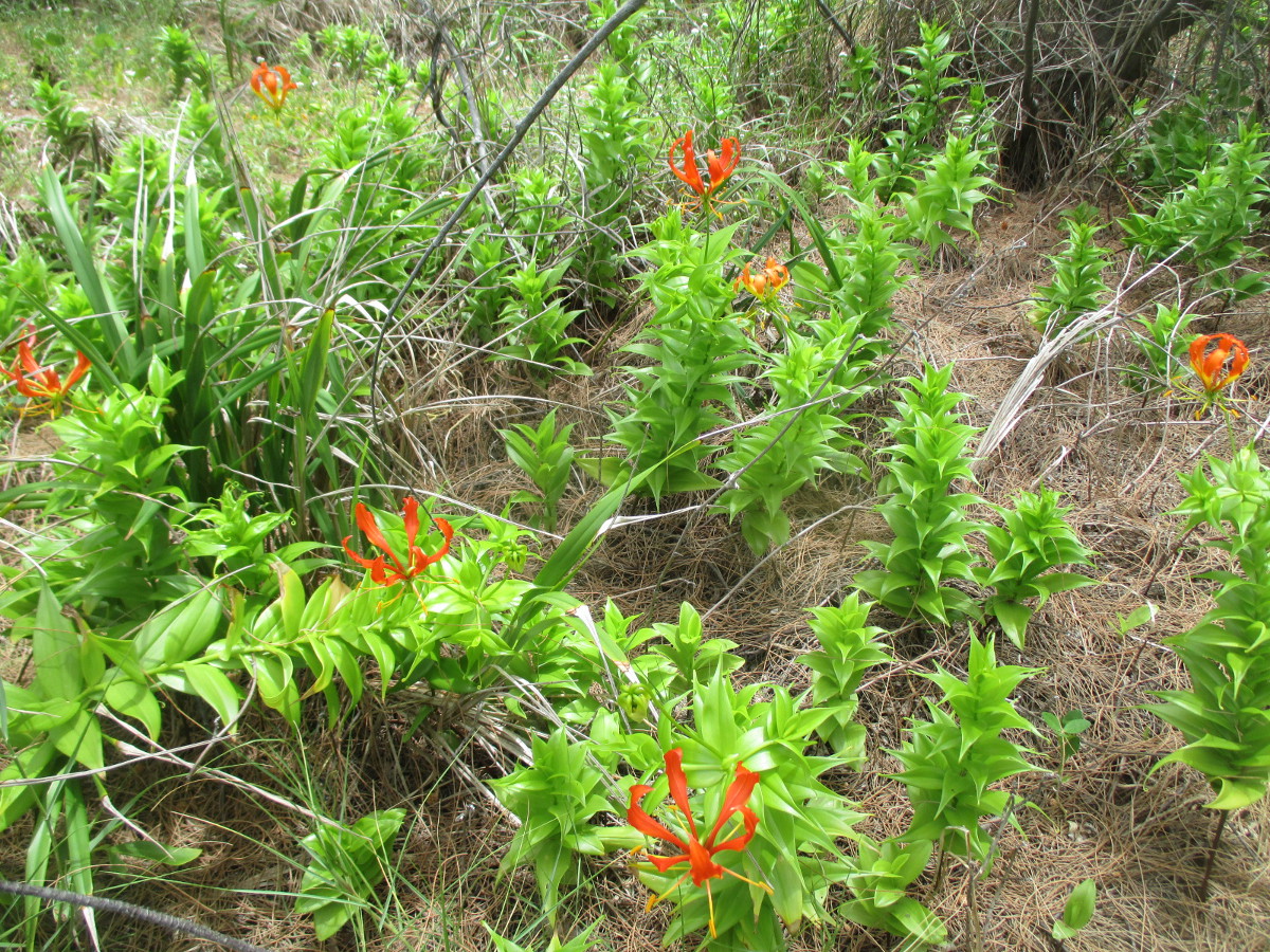 Image of Gloriosa superba specimen.