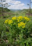 Euphorbia pilosa. Цветущее растение. Республика Алтай, Шебалинский р-н, окр. с. Актёл, выпасной луг на опушке лиственничного леса. 26.05.2017.