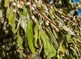 Elaeagnus angustifolia