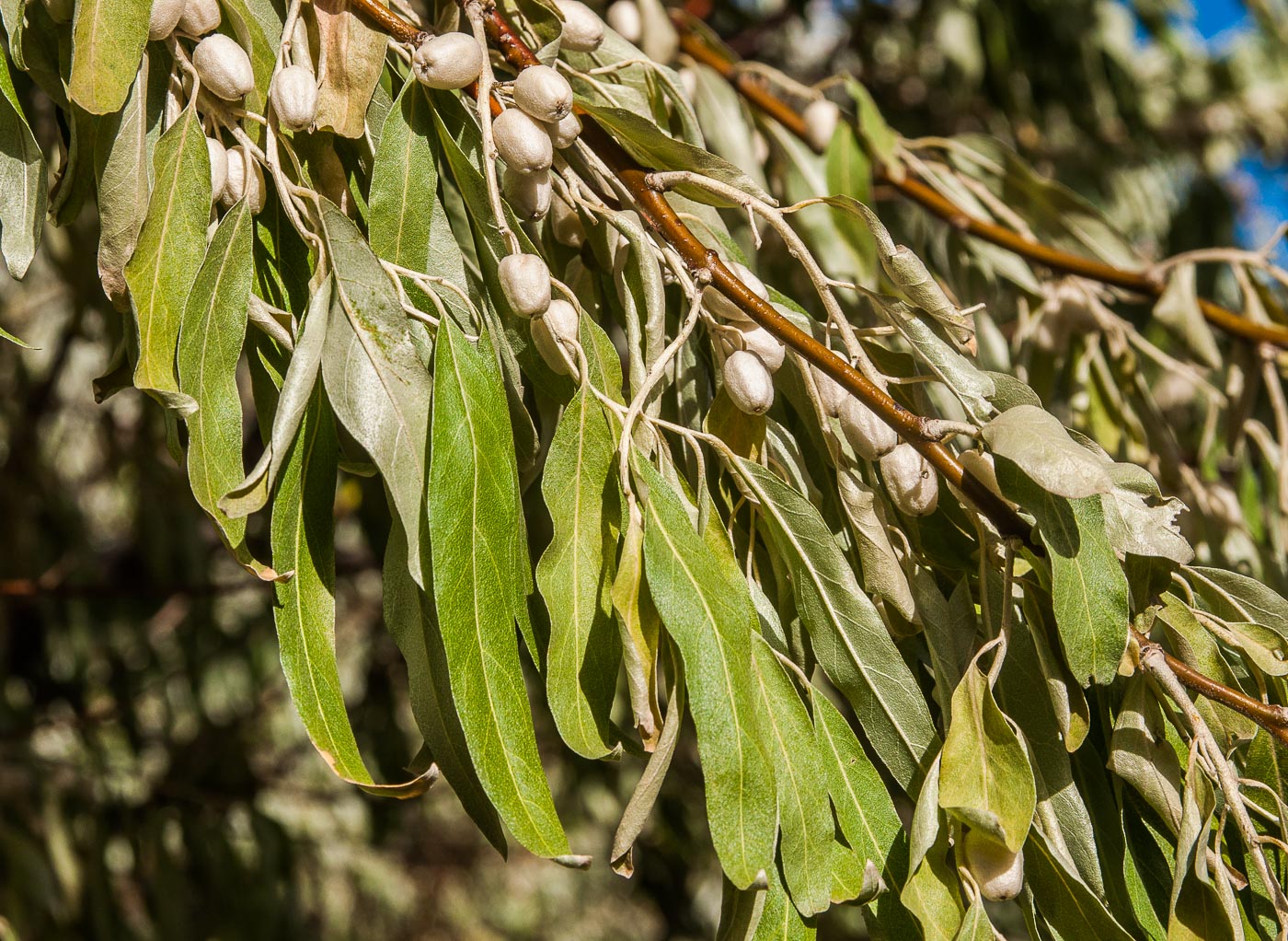 Изображение особи Elaeagnus angustifolia.