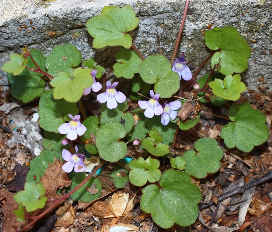 Изображение особи Cymbalaria muralis.