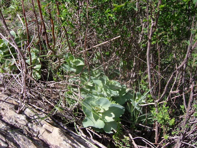 Image of Hylotelephium caucasicum specimen.