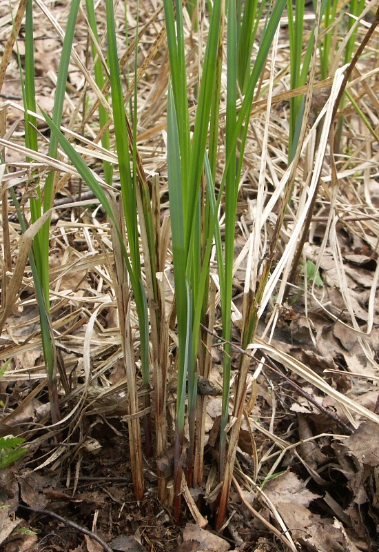 Изображение особи Carex acutiformis.