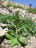 Draba nemorosa. Растение с бутонами. Магаданская обл., Ольский р-н, окр. пгт Ола, на насыпи дамбы. 07.06.2017.