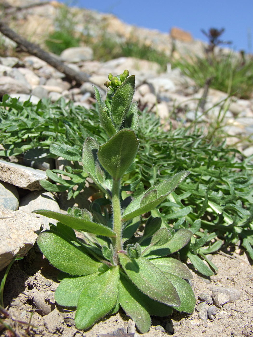 Image of Draba nemorosa specimen.