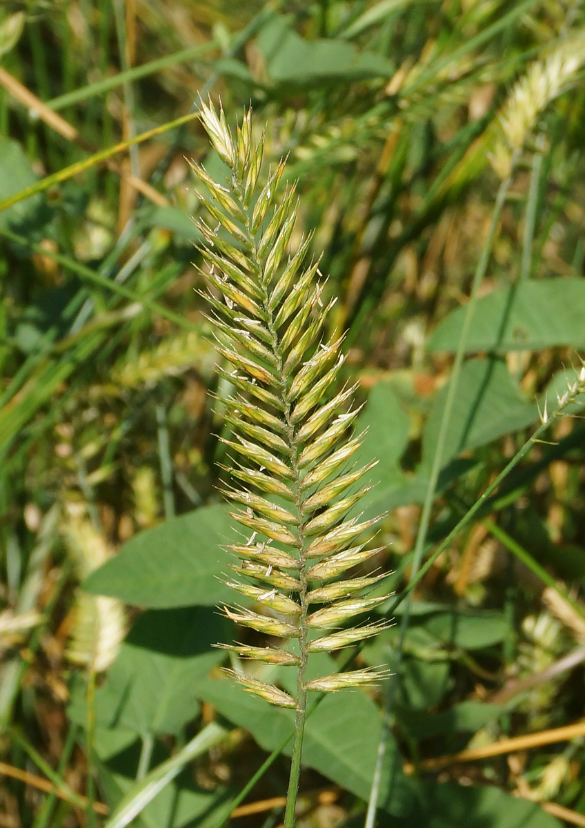 Изображение особи Agropyron pectinatum.