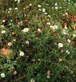 Erigeron karvinskianus