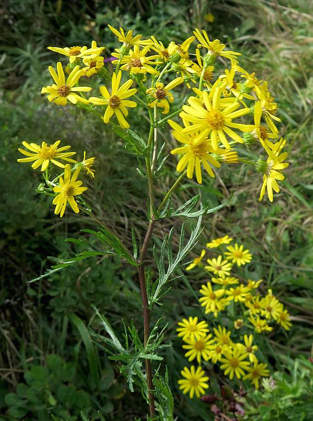 Изображение особи Senecio argunensis.